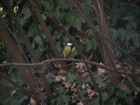 /album/uccelli/cinciallegra-parus-major-ridotto-nome-jpg/